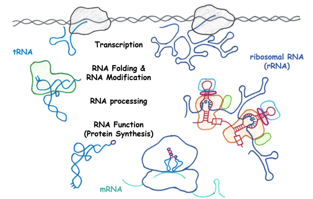 Functional RNA Lab